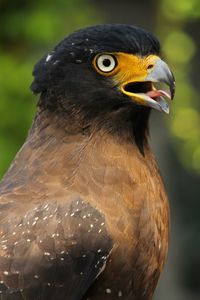 Close-up of a bird