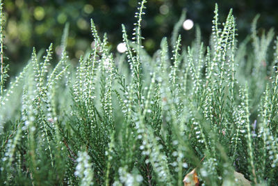 Close-up of wet grass