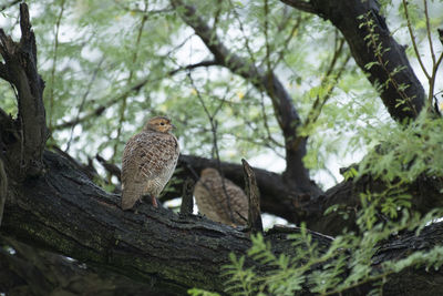 Low angle view of birds perching on tree