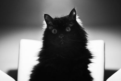 Close-up of cat looking at home