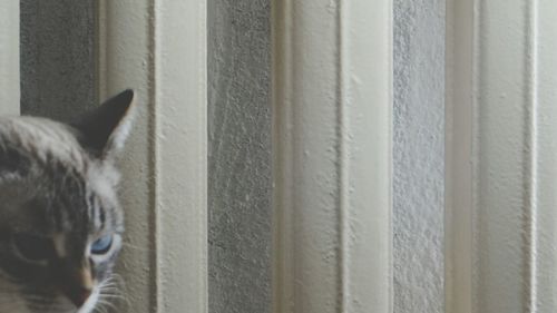 Close-up of cat