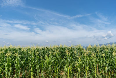 Crops growing on field against sky