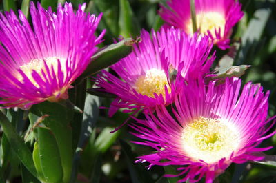 Close-up of pink flowers blooming outdoors