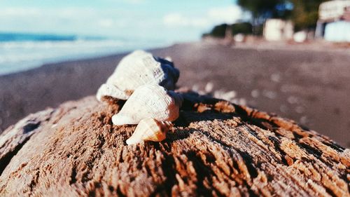 Close-up of shells on beach