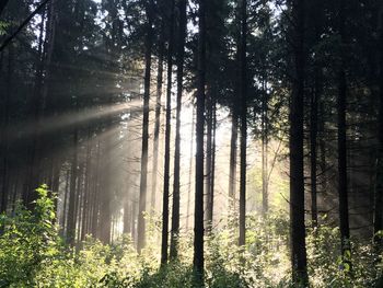 Sunlight streaming through trees in forest