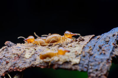 Close-up of insect on rock