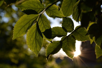 Close-up of leaves on tree