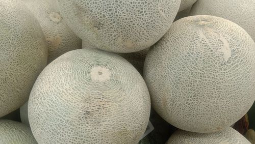 cantaloupe