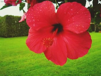 Close-up of red flower