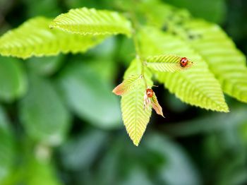 Close-up of insect on leaf