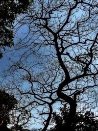 Low angle view of bare tree against clear sky