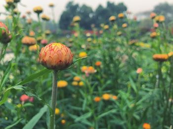 Close-up of poppy on field