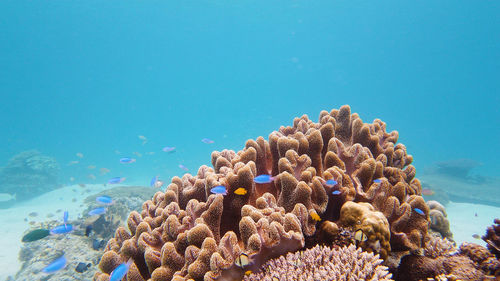 Beautiful underwater landscape with tropical fishes and corals. life coral reef. leyte, philippines.