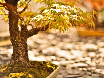 Close-up of tree trunk