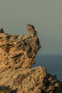 Bird perching on rock