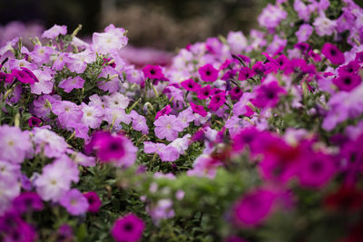 Close-up of pink flowering plant