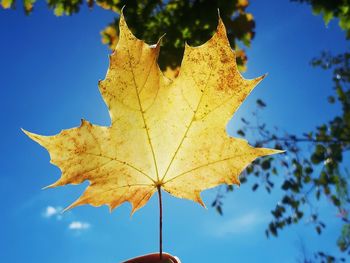 Close-up of maple leaves against blue sky