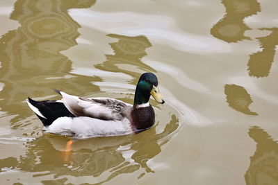 Duck swimming in lake