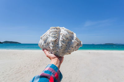 Cropped hand holding sea shell at beach against blue sky