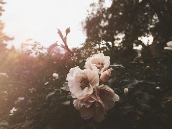 Close-up of white cherry blossoms