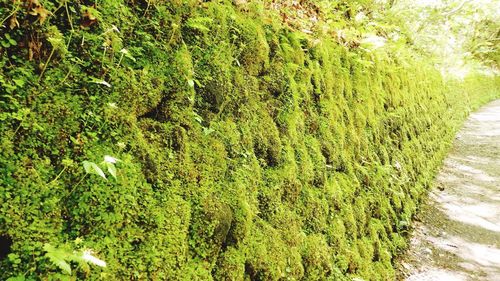 High angle view of green plants on land