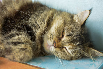 Close-up of cat sleeping