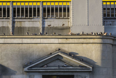 Flock of birds perching on building