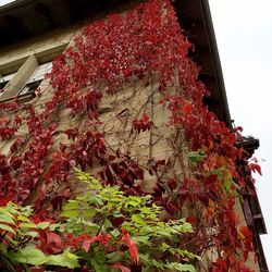 Low angle view of red flowers