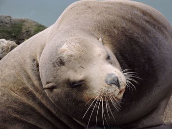 Close-up of seal outdoors