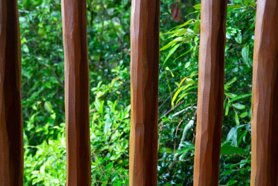 Close-up of bamboo trees in forest