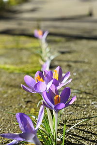 Close-up of purple crocus flowers