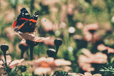 Close-up of butterfly pollinating on flower