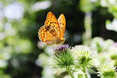 Close-up of butterfly pollinating on flower