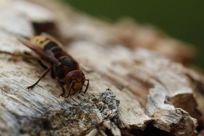 Close-up of insect on wood