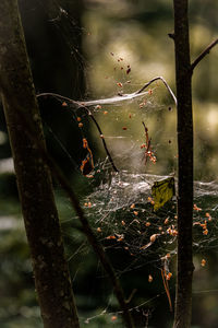 Close-up of spider on web