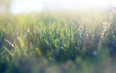 Close-up of fresh green grass in field