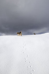 Dog on snow covered land against sky