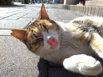 Close-up of cat sleeping on footpath