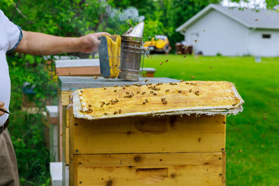 Close-up of bee on hand