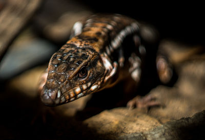 Close-up of lizard on rock