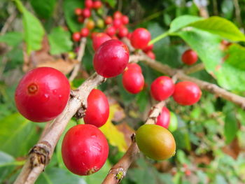 Close-up of cherries growing on tree