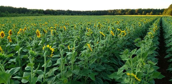 Scenic view of yellow flower field