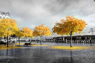Trees by yellow during autumn against sky
