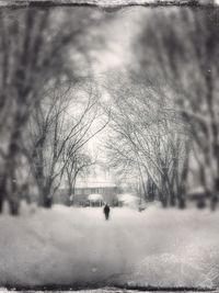 Bare trees in the dark