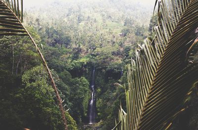 Scenic view of forest