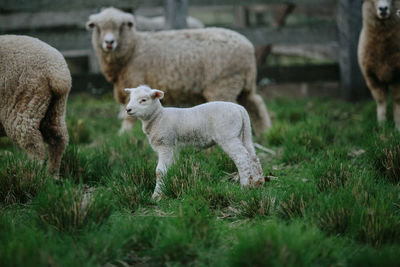 Sheep in a field