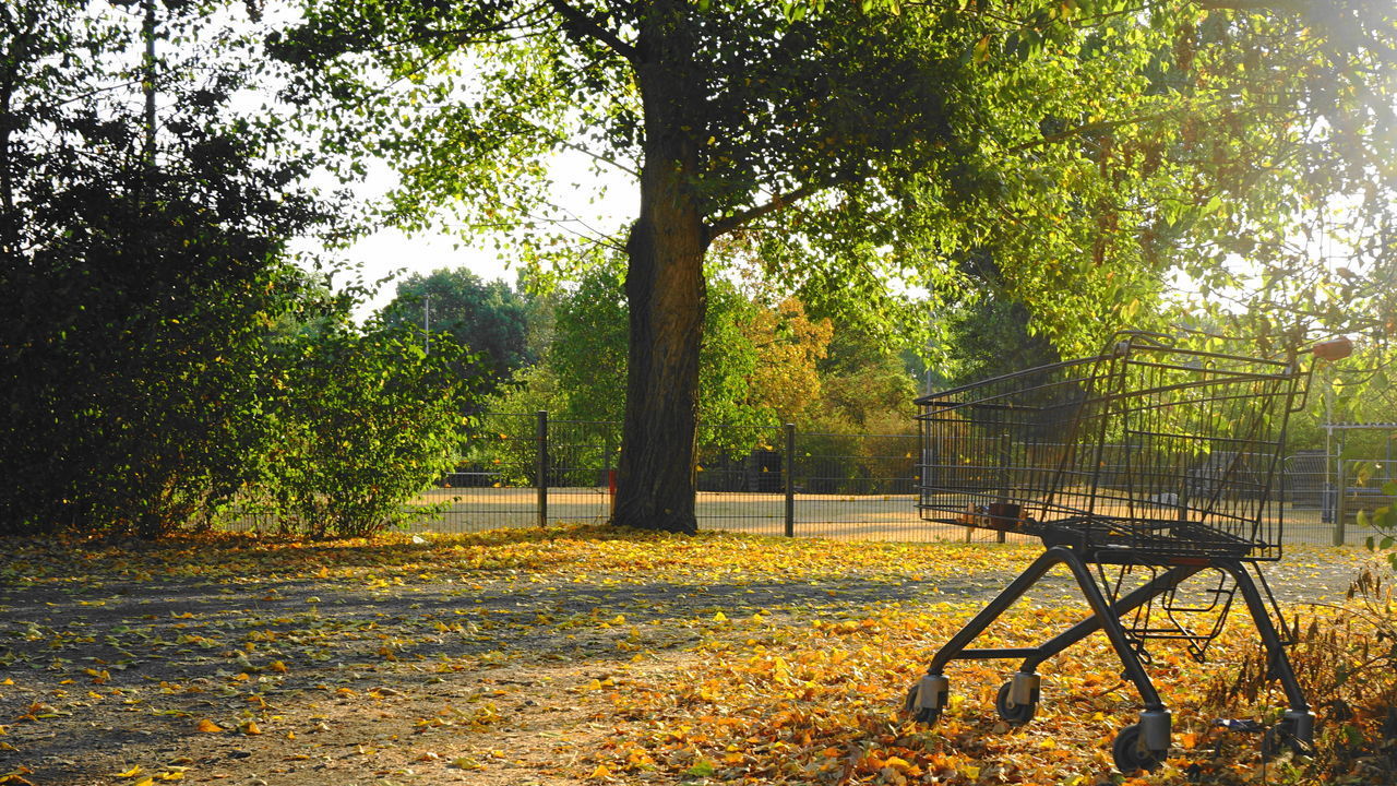 EMPTY PARK BENCH ON FIELD BY TREES DURING RAINY SEASON