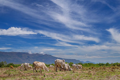 Cows on field against sky