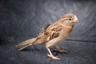 Close-up of bird perching