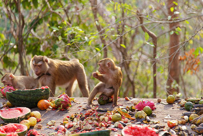 Monkeys in a forest